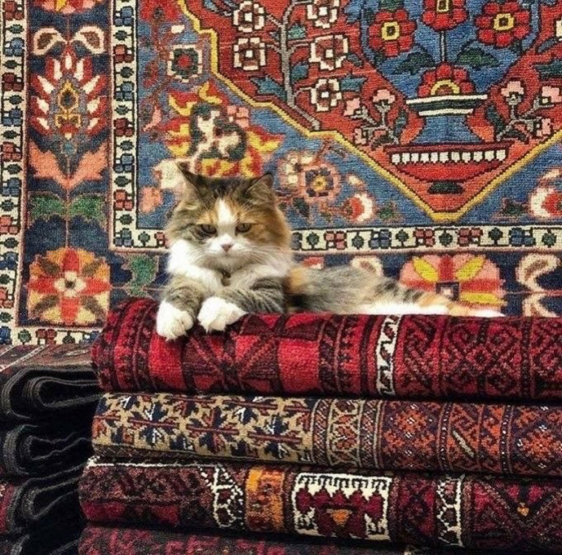 positivityofx's tweet photo. A Turkish cat on a Turkish carpet. https://t.co/XZj20SXspk
