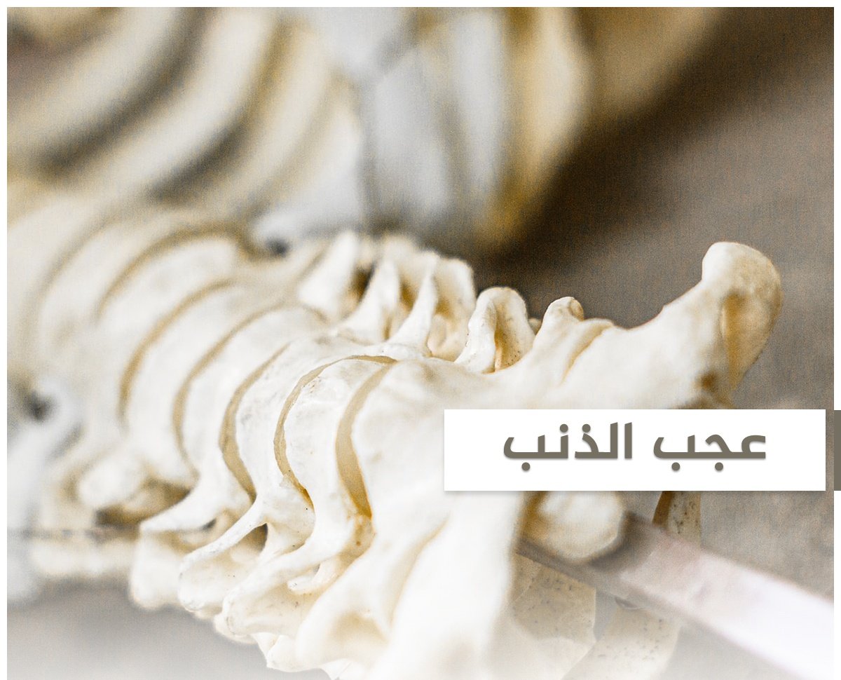 وكأن غزة أحيت النفوس، وأيقظت الضمائر ومهدت الأرض، وأعادت كتابة التاريخ

● وكأن الله قد أراد لها، أن تكون عجب الذنب الذي يُحيي به كوكبنا

 تلك العظمة الصغيرة في أجساد البشر، وتقع أسفل عمودهم الفقري، والتي لا تبلى بالوفاة، ولا تأكلها الأرض، بل تنتظر مشيئة الله لتنبت منها الحياة من