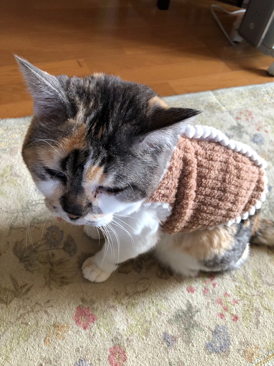 実家の猫、ミーがなんと…
21歳を迎える事ができました🐈🎊㊗️

先月は痙攣を起こしたり、後ろ足が痺れているのか歩けなくなって数日寝たきりだったそうですが
奇跡的に自力で持ち直して、今は自分で歩いてご飯を食べているそうです！

21歳で良くなる事ってあるんだと、我が猫の強い生命力を感じます💪