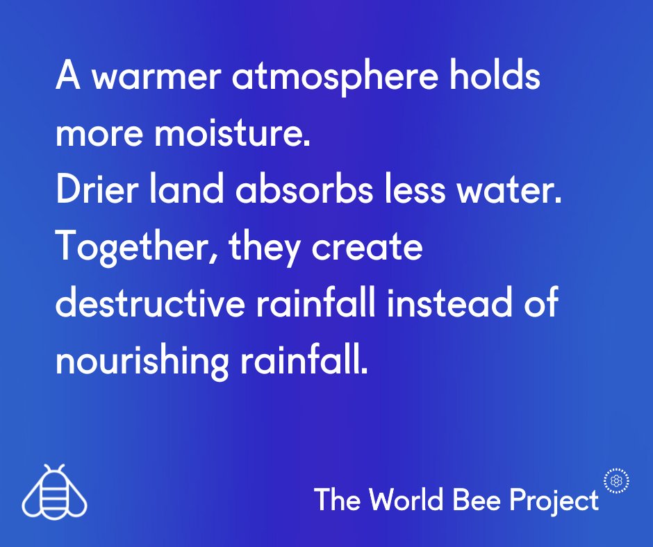 The World Bee Project CIC tweet media