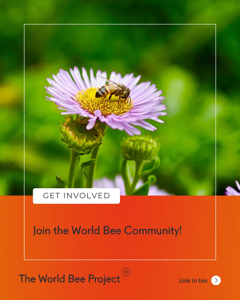 The World Bee Project CIC tweet media