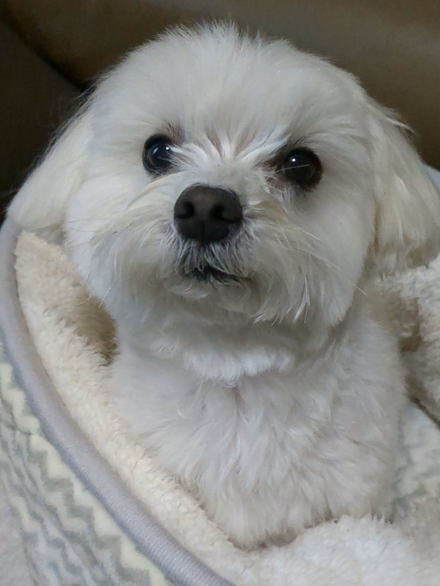 マルチーズ太郎🐾可愛いっちゃけん tweet media