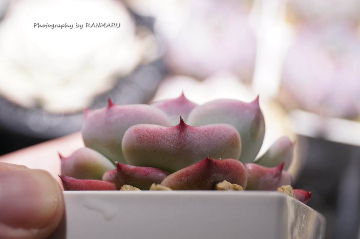 RANMARU (@sakakkykazu) / Posts / X