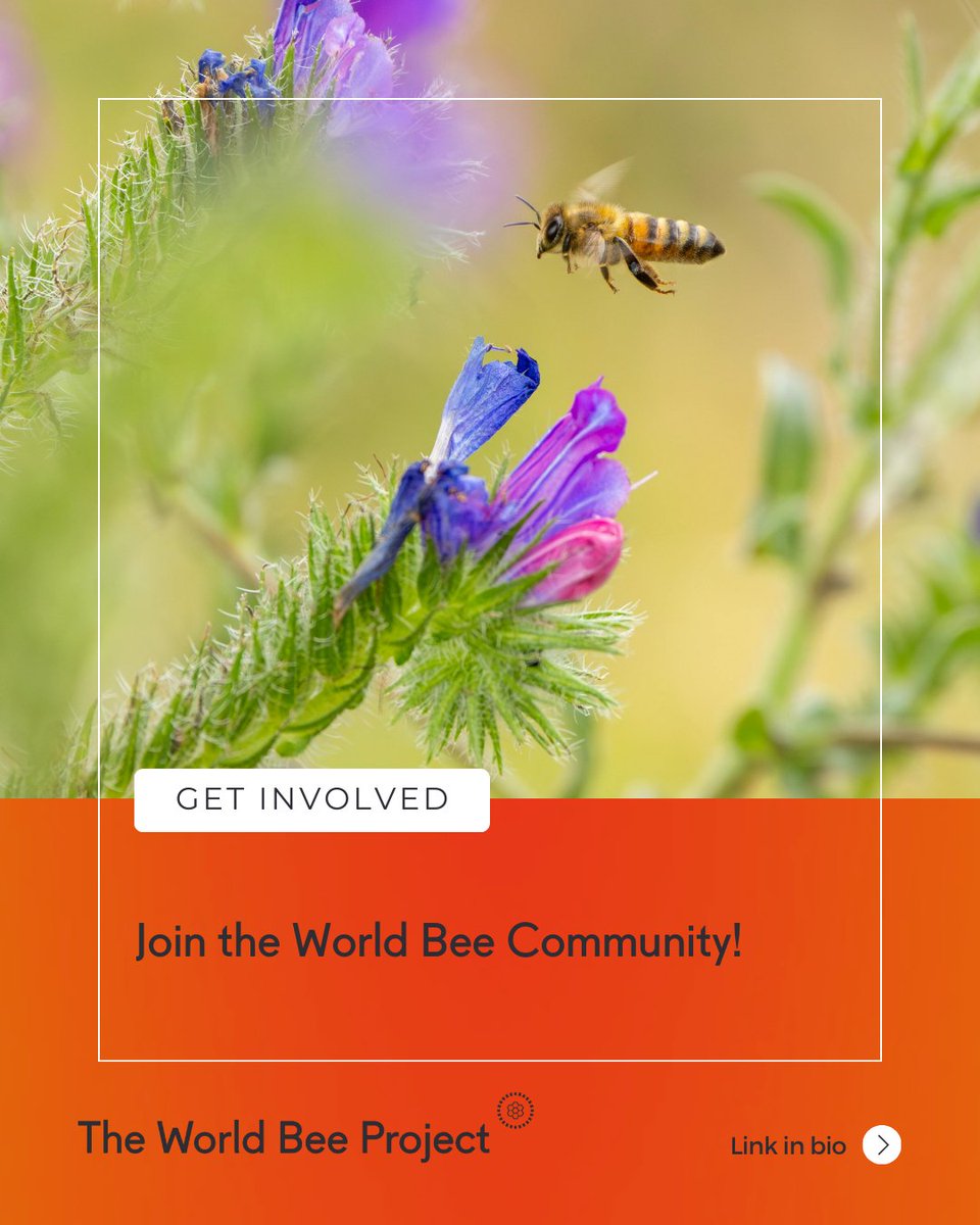 The World Bee Project CIC tweet media