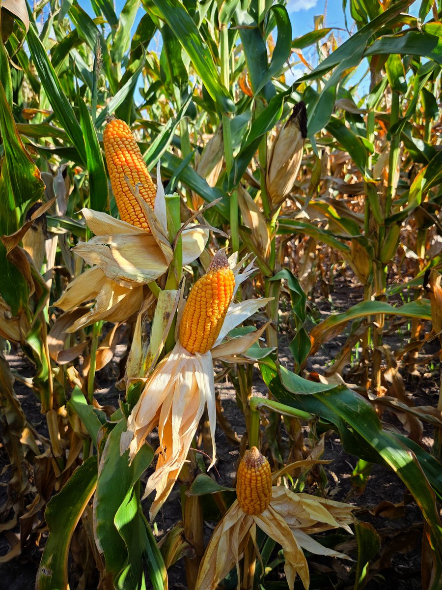 Renzo Basso 🌽🌾🌱🚜📸 tweet media