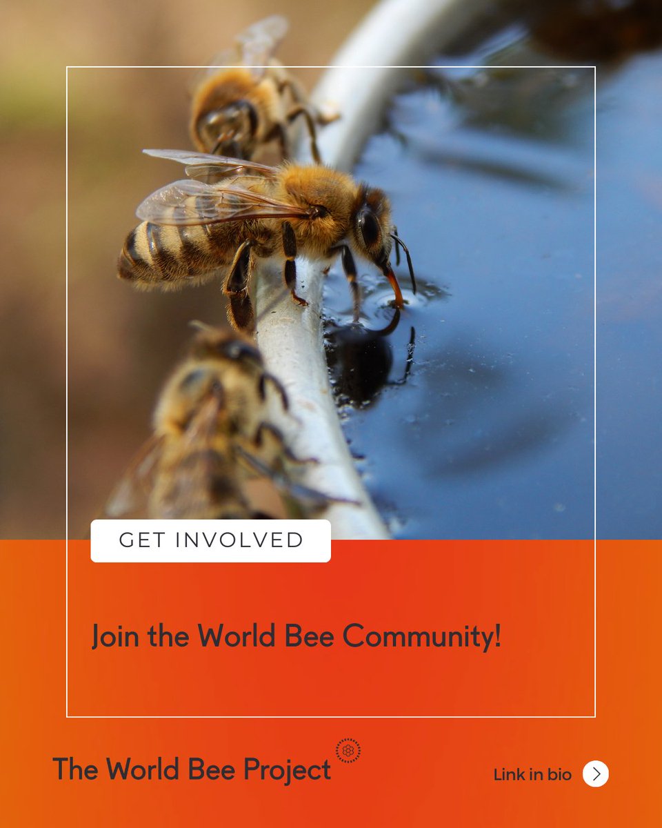 The World Bee Project CIC tweet media