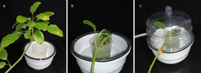 PCTOCjournal's tweet photo. Localized vacuum agroinfiltration: expanding transient gene expression to large woody perennials

https://t.co/VMFATqRrZo https://t.co/ivaIVdEjpv