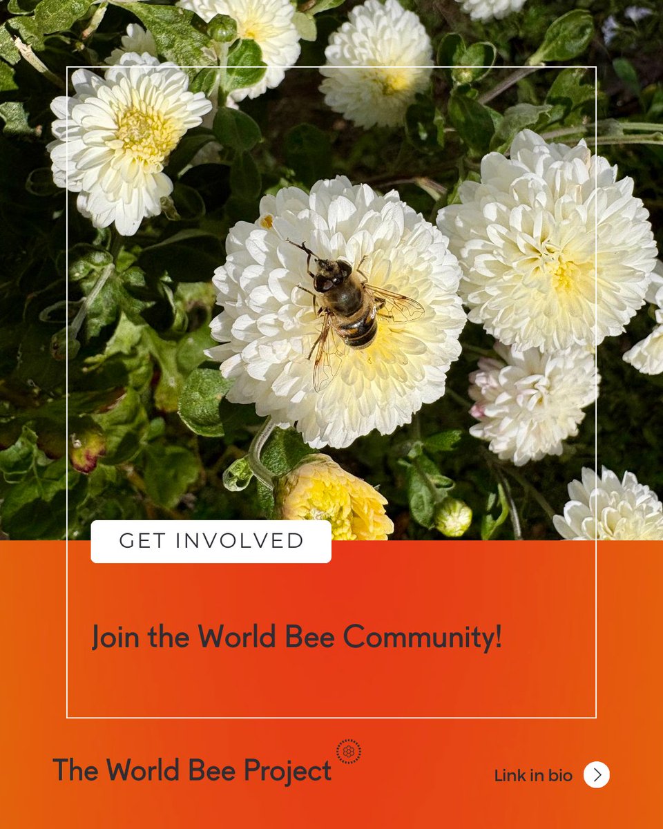 The World Bee Project CIC tweet media