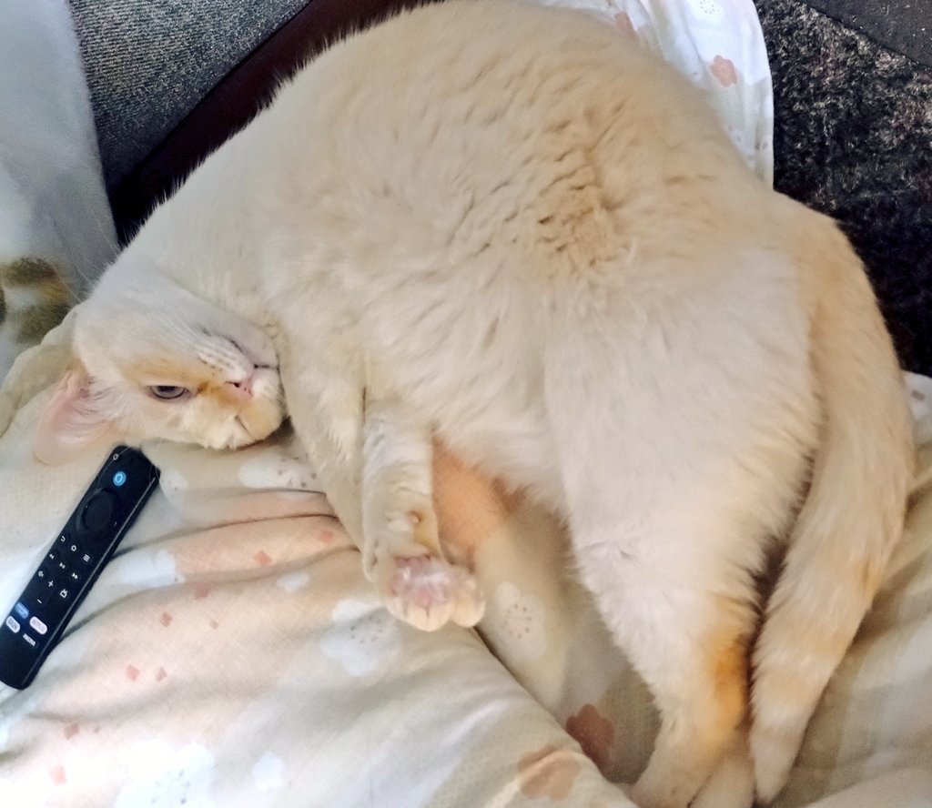 1zEYDkPKYozBIxp もふもふです！