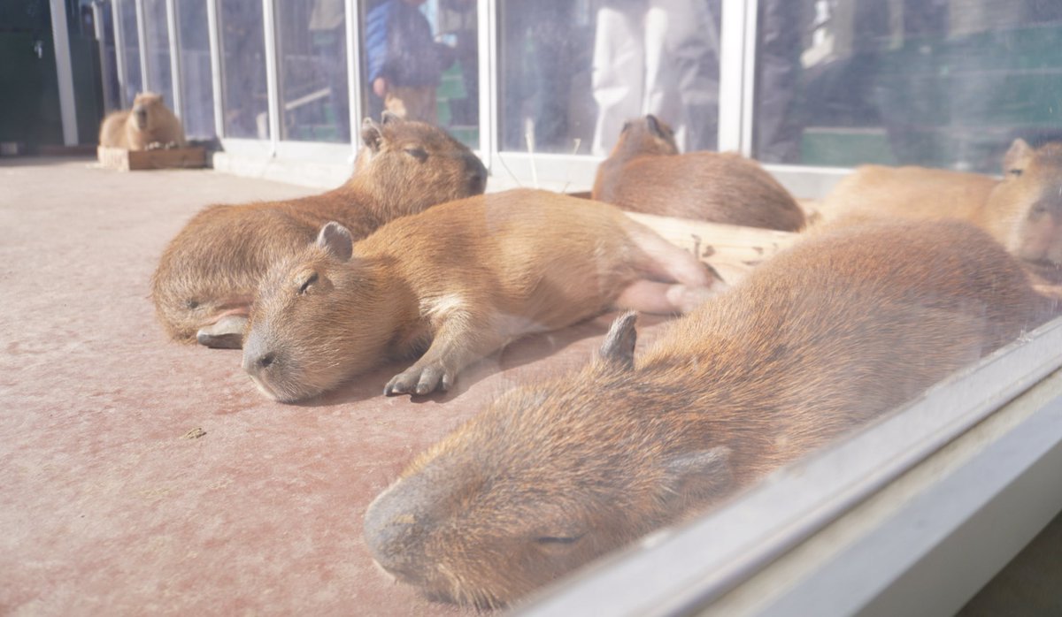初竹島水族館！🐟 念願の仔カピバラ☺️珍しい深海魚も見れたり