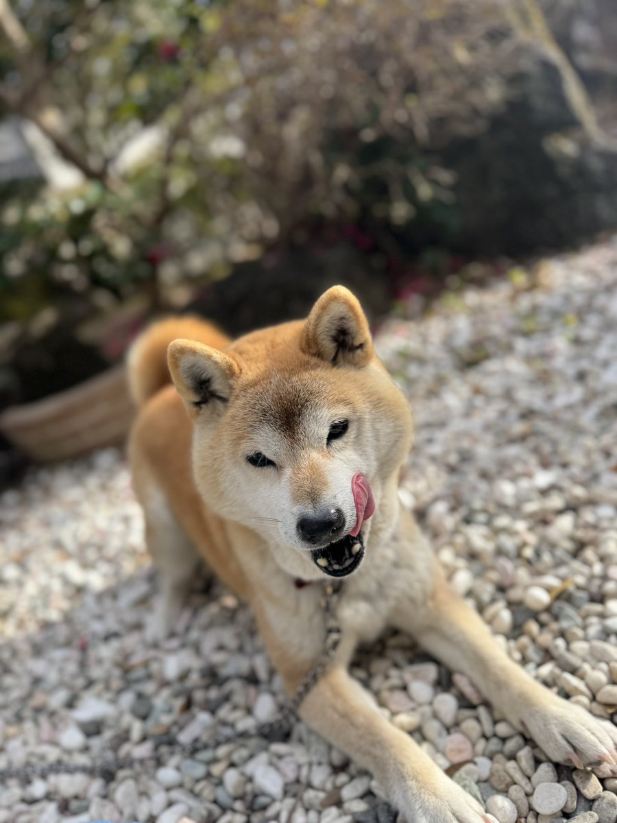 daigo_nara's tweet photo. 何かに狙いを定めているダイゴさん！

(目線の先はおやつです)

#柴犬 #しばいぬ #犬好きな人と繋がりたい #shiba #shibainu https://t.co/zNO0v802au