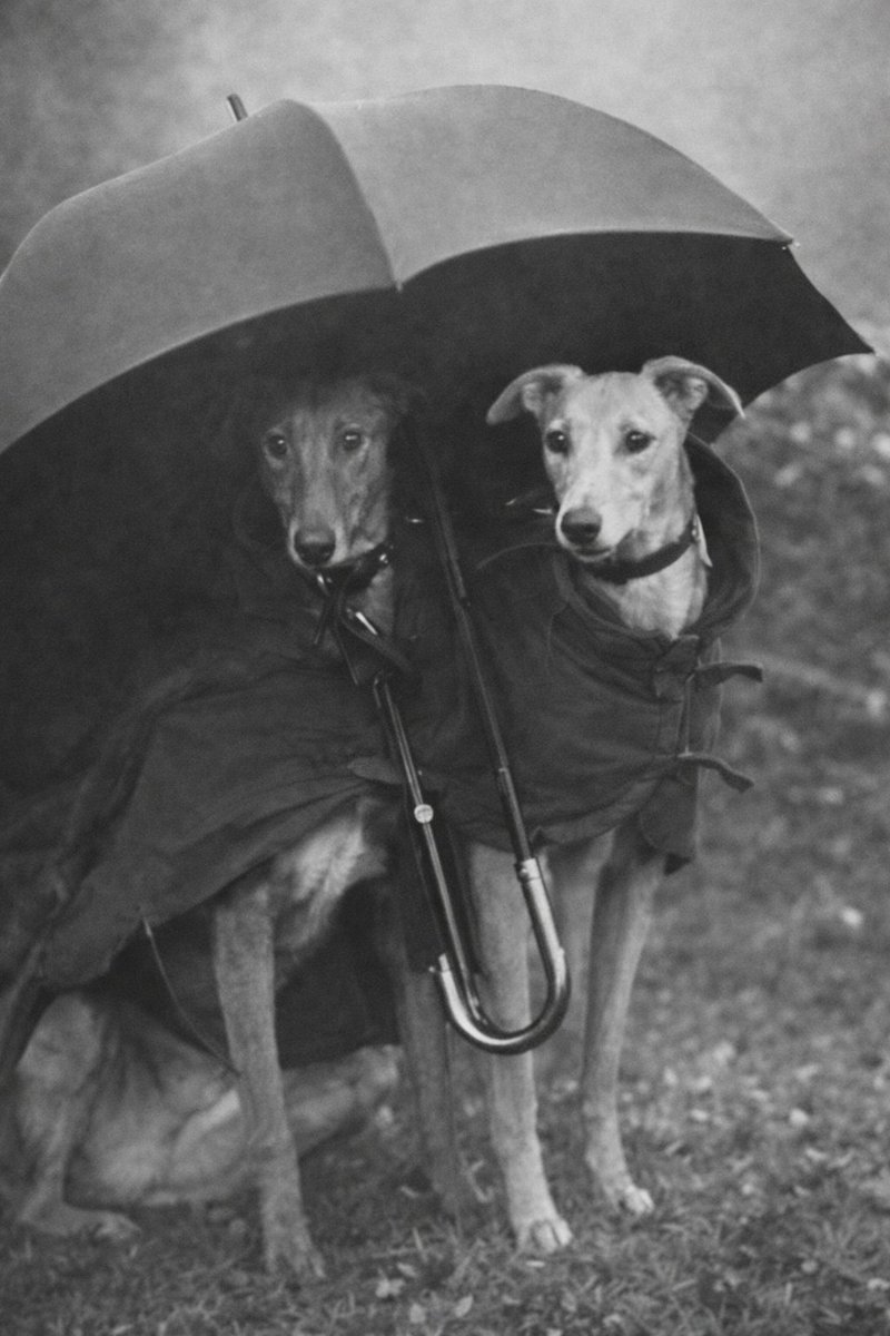 BlanningCharlie's tweet photo. Coursing in the rain at Cheddington, Bucks, in 1919. Full story click https://t.co/IYkHC7m6an #greyhounds #coursing #waterloocup https://t.co/8pwb1T7eVs