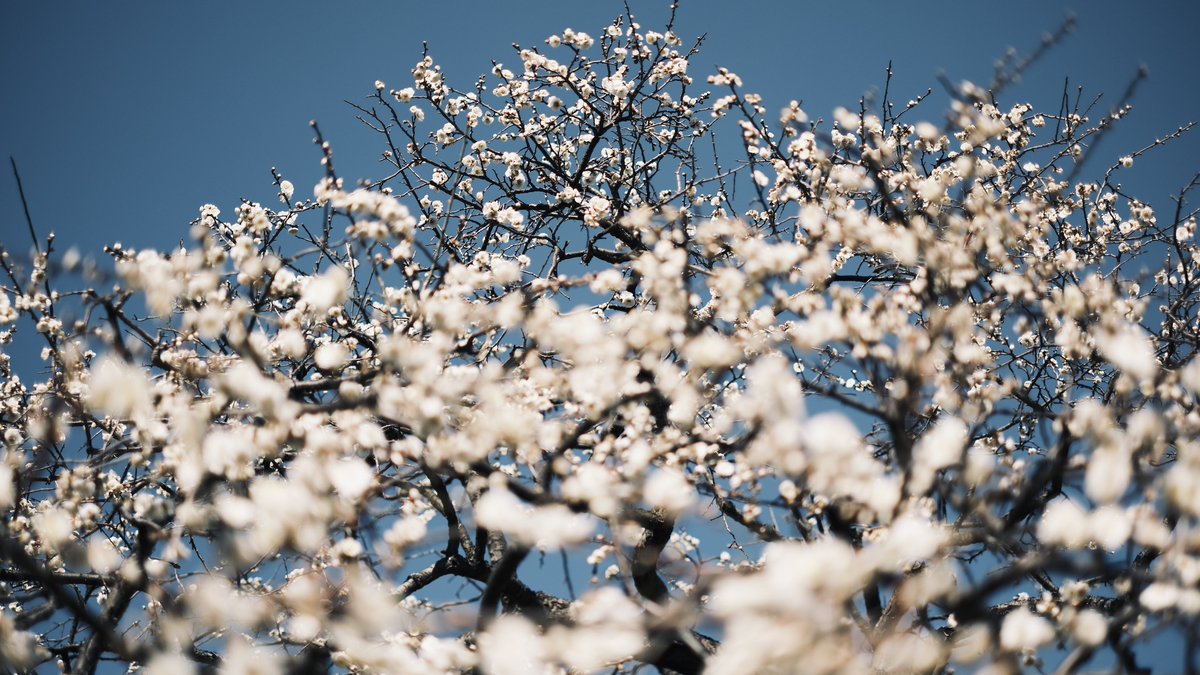 sakusakusankaku tweet media