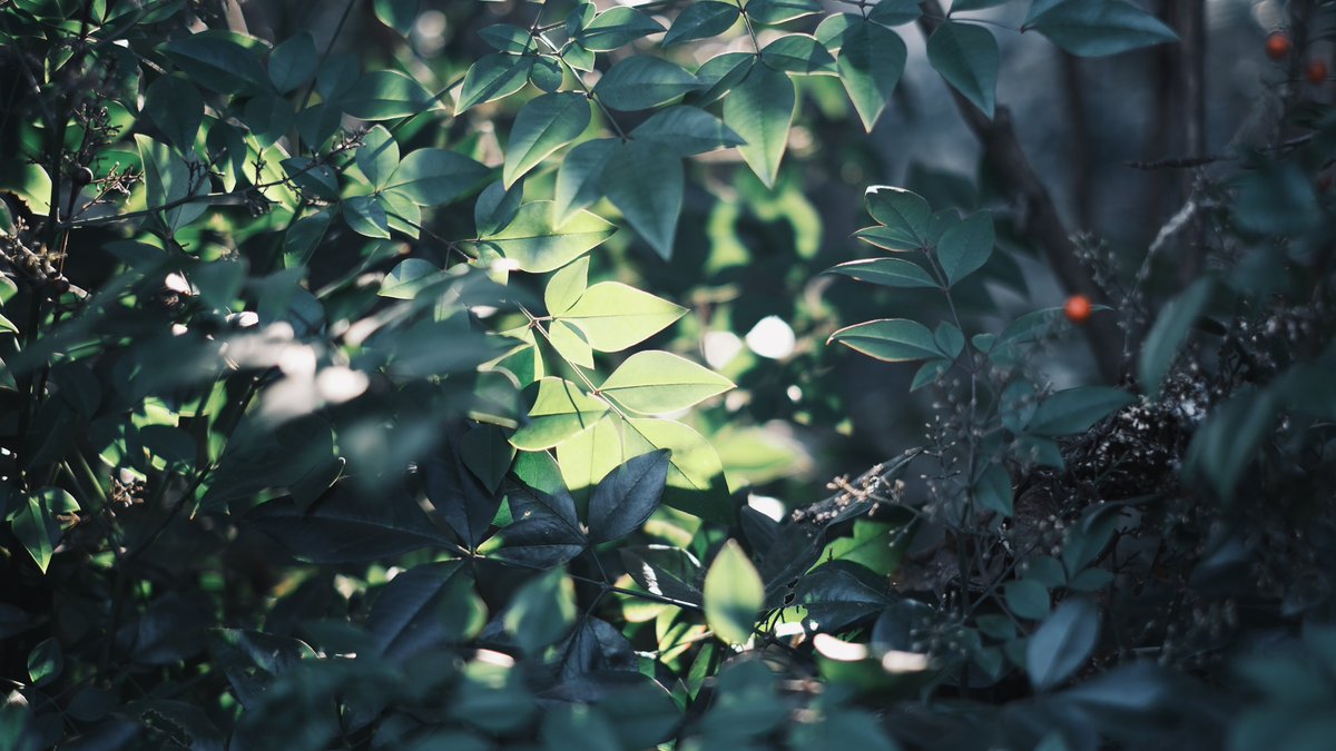 sakusakusankaku tweet media