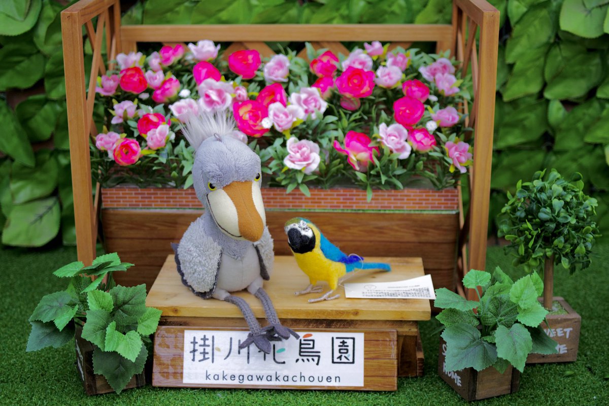 トリこれくと tweet media