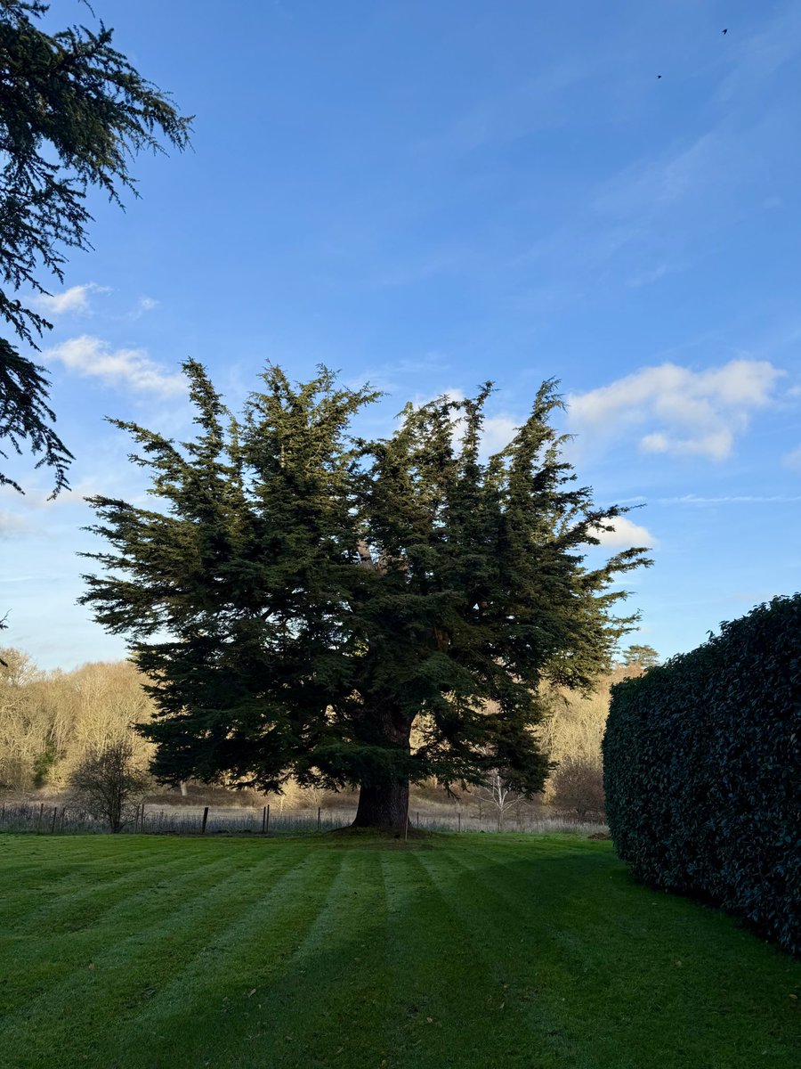 RobertRankine's tweet image. One of my favourites in the garden 🙏🏼#singletree