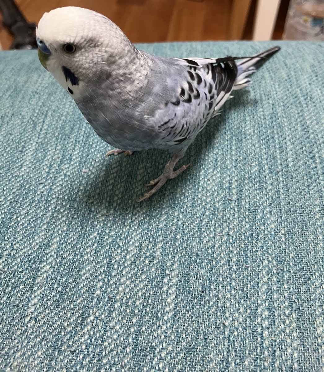 gnuwi's tweet image. ほろ酔い放鳥🦜
小松菜あげたら中途半端に残して帰って行った
野菜は食べなきゃ健康になれないぞ