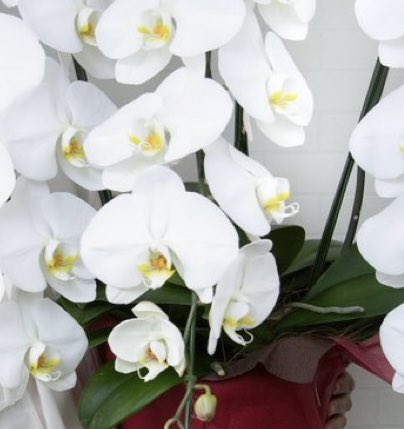 <a href="/takeshima_staff/">竹島宏 Hiroshi Takeshima【公式】</a> 宏くん❤️こんばんは🌙*.｡
花🧺かご🌷
胡蝶蘭の花言葉は〜
「幸福が飛んでくる」
お守りflowerの胡蝶蘭

アンプラグド #5
「そっとおやすみ」😴
先程、お聞きしました。
ジャズぽい🎶中尾さんのピアノ🎹と宏くんの歌✨痺れました✨
幸福が飛んで来ました‼️
今日も1日お疲れ様でした😊
 #竹島宏