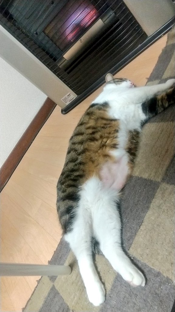 幸せ者🐱 #ルナ