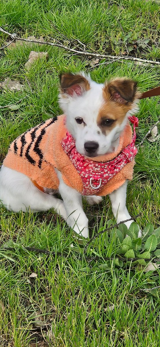 Bom dia, tt's! 
Espero que estejam bem.
Para vós tentar fazer sorrir, ficam aqui 2 novas amigas minhas, 🐾 do vosso Dusty 🐕‍🦺
Malu - 12 anos     Alice - 5 meses