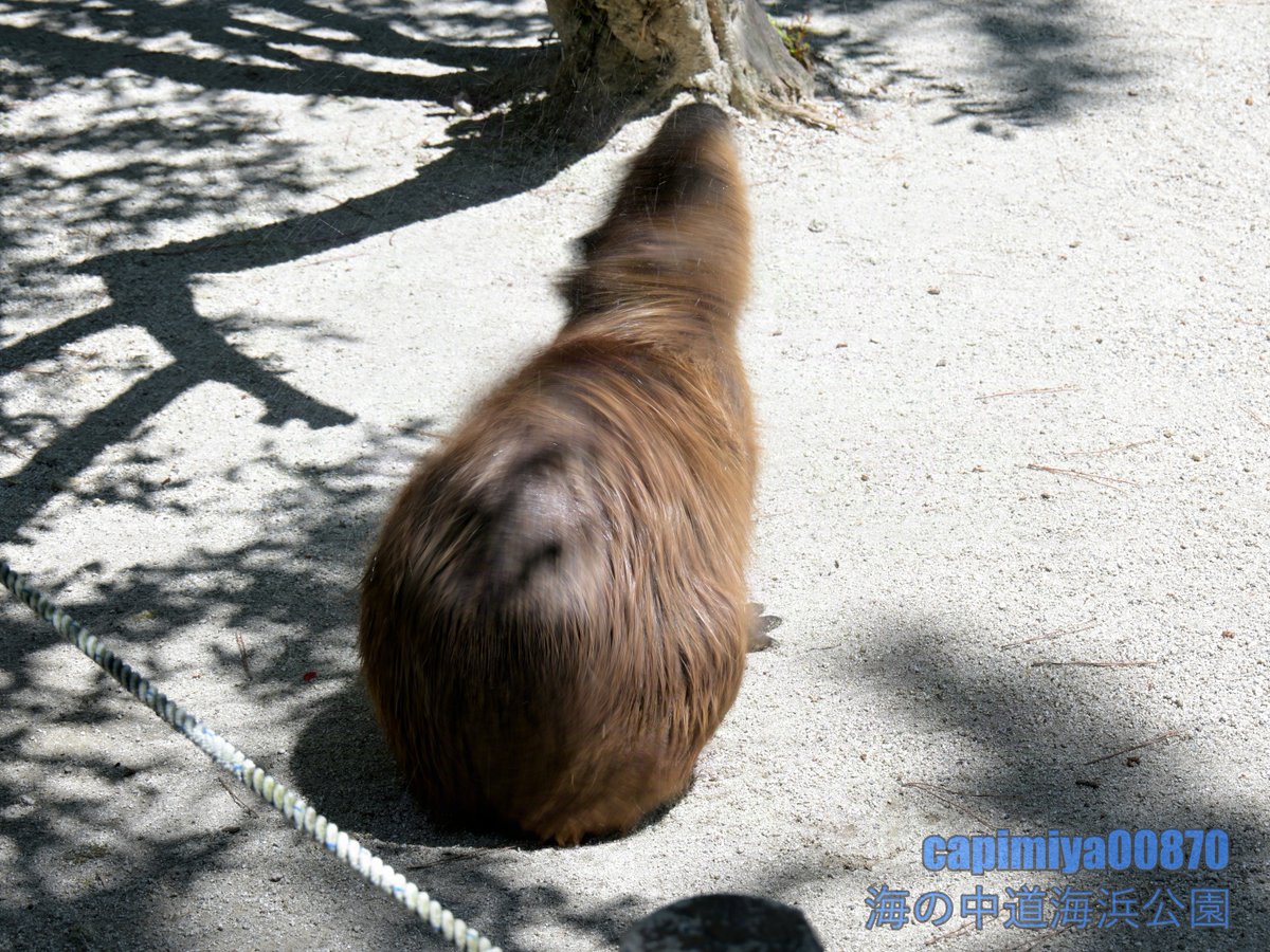 高速カピドリル」 2024/07/20 海の中道海浜公園 Nikon Z8 NIKKOR Z 28
