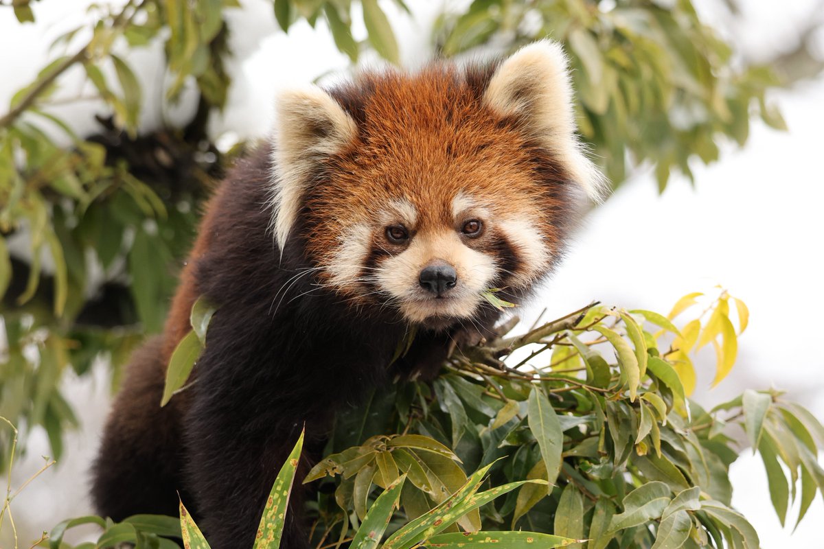 あんここ tweet media