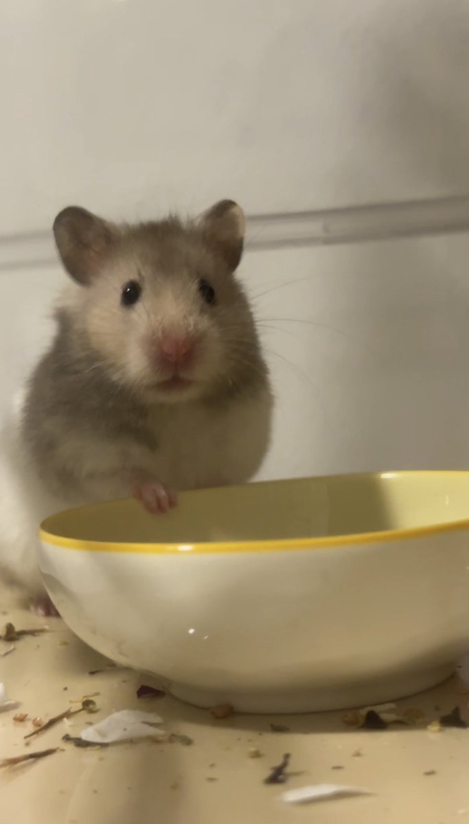 bbza__'s tweet image. 🐹