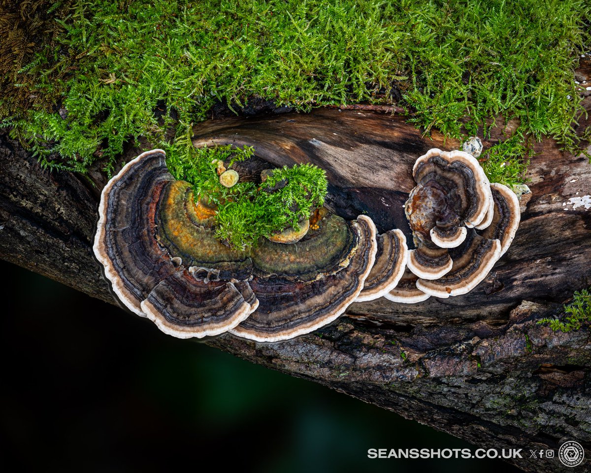 SeansShots tweet media