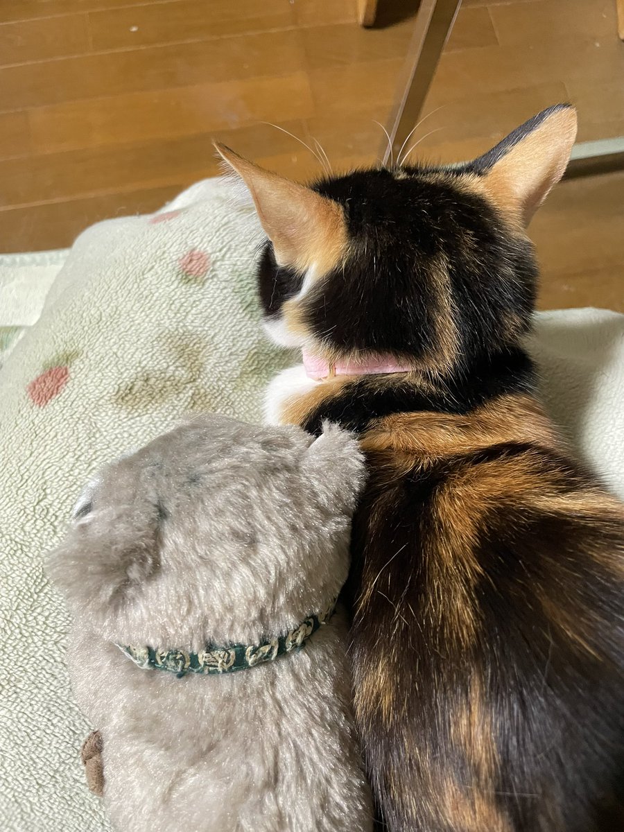 昨日半年ぶりに2階の作業部屋に入って嬉しくて泣いた。
補助が無くても作業部屋に行けるようにリハビリ引き続き頑張ります😄