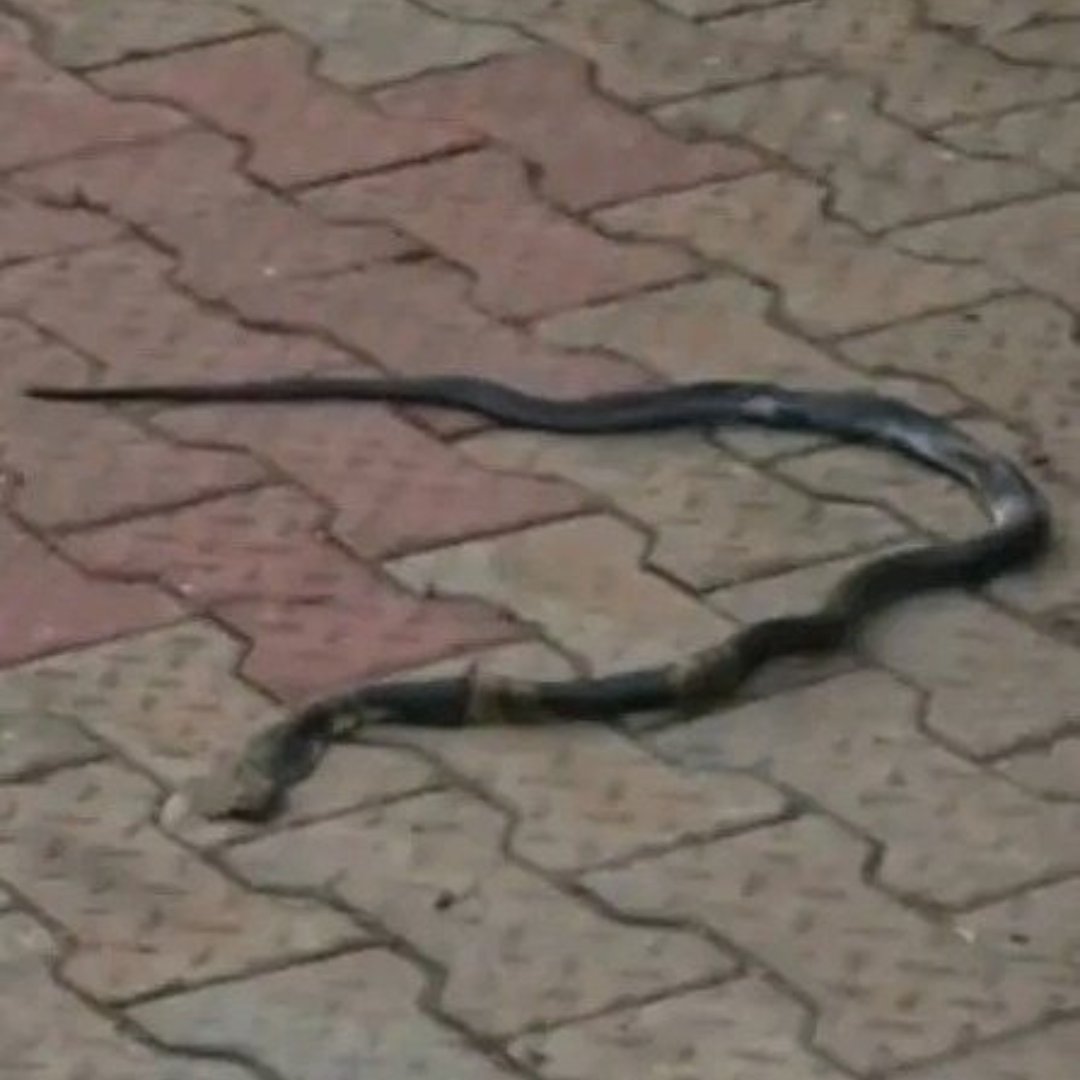 Nkirukamma tweet media