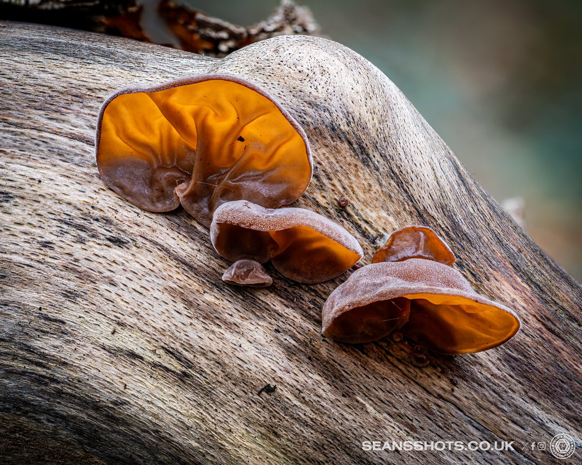 SeansShots tweet media