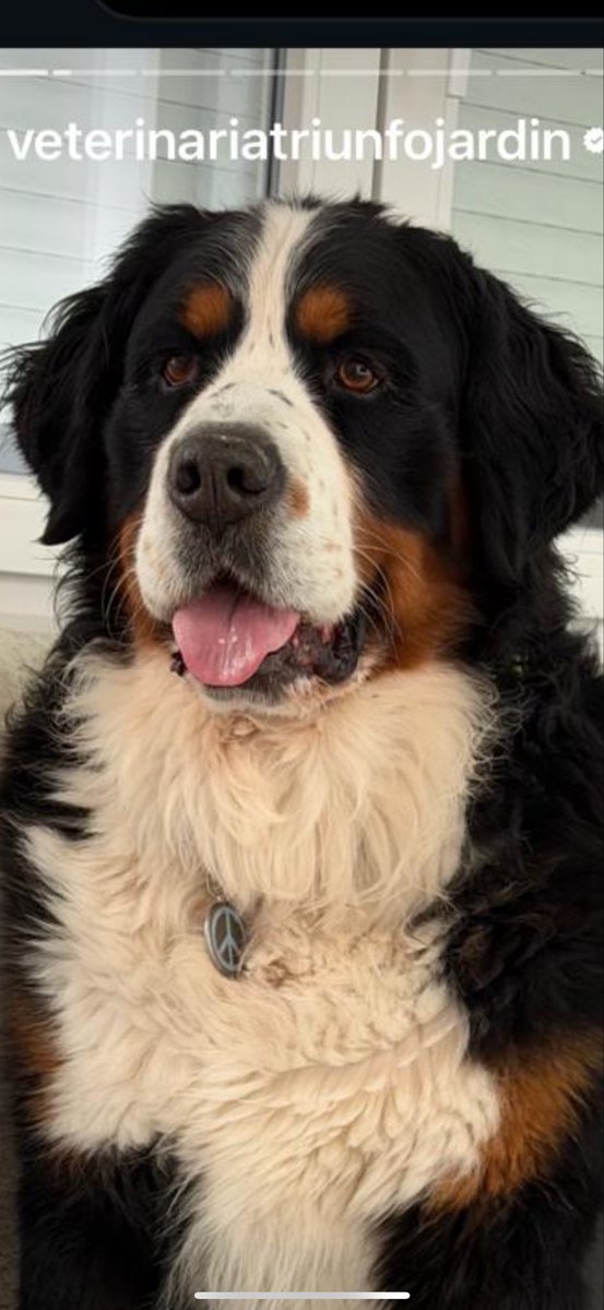 Esta preciosidad se llama CAIRO, ha desaparecido en El Ventorrillo, Cúllar Vega en #Granada. Sospecha fundada de ROBO. Su tutor Pablo, veterinario comprometido con el bienestar y adopciones,está desesperado. Por favor RTW. ¡Vamos a encontrarlo! 658574850 (tutor) <a href="/patasarribacsur/">Patas Arriba</a>