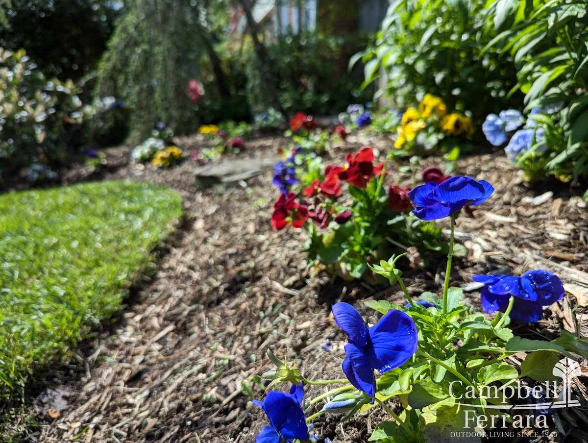 Consider edging your beds before spring and inquiring about rejuvenation pruning that needs to be done within the last two weeks of February. 

#landscapeideas #landscapeimages #campbellferrara