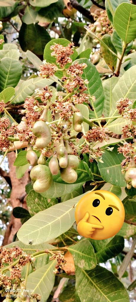 Rajeshp16547634's tweet photo. इस फल का नाम क्या है  🤔👇 
#viralpost #newpost #fallow #trendingpic @alokkprajapati @GyanDelhiVns @Prajapat204 @Rajanbhaiya3335 @saursingh62 

#पहले👇 #अब______________________👇 https://t.co/ADeQZM0yVs