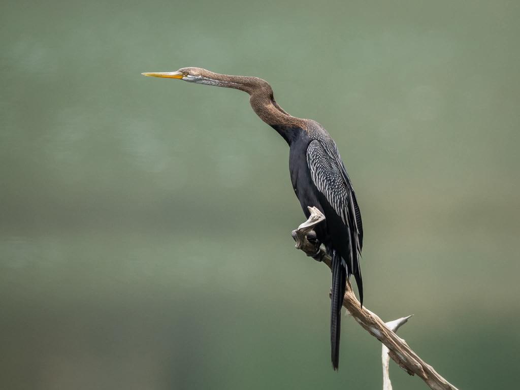 Oriental Darter
#bird #nature #wildlife #animal #photography