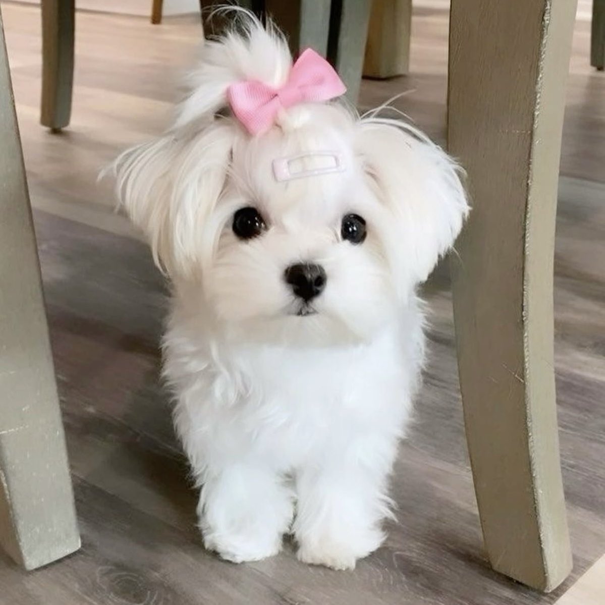 sanghteon's tweet image. 🐶🩷