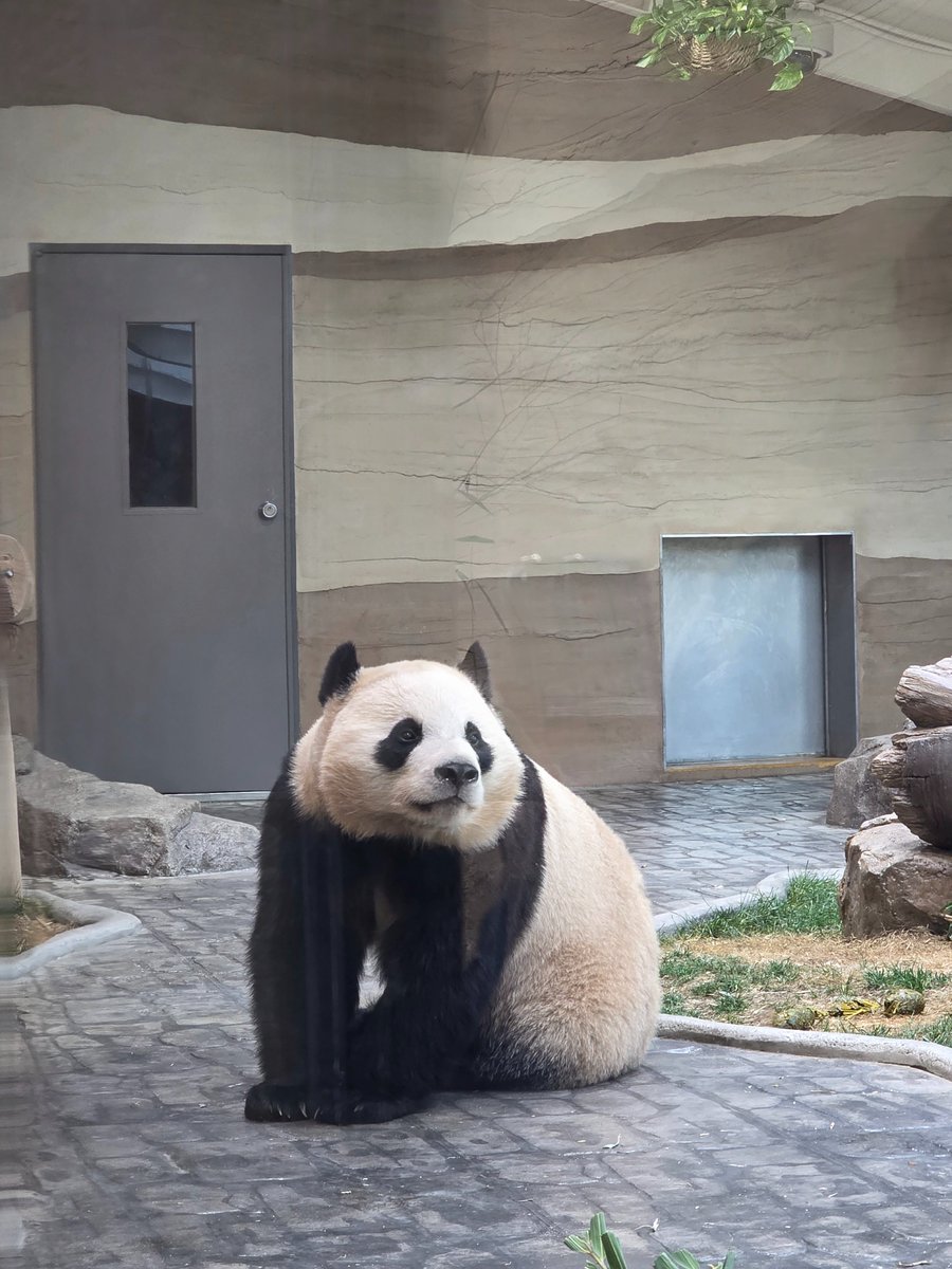 260201 얼른 찍으라는 듯 자세 잡고 앞에 봐주는 후이잉
세하 입장했는데 후야가 급하게 해먹 내려오길래 뭐지 했는데 나갈때 보니 브레이크 타임이라 내실로 들어갔다