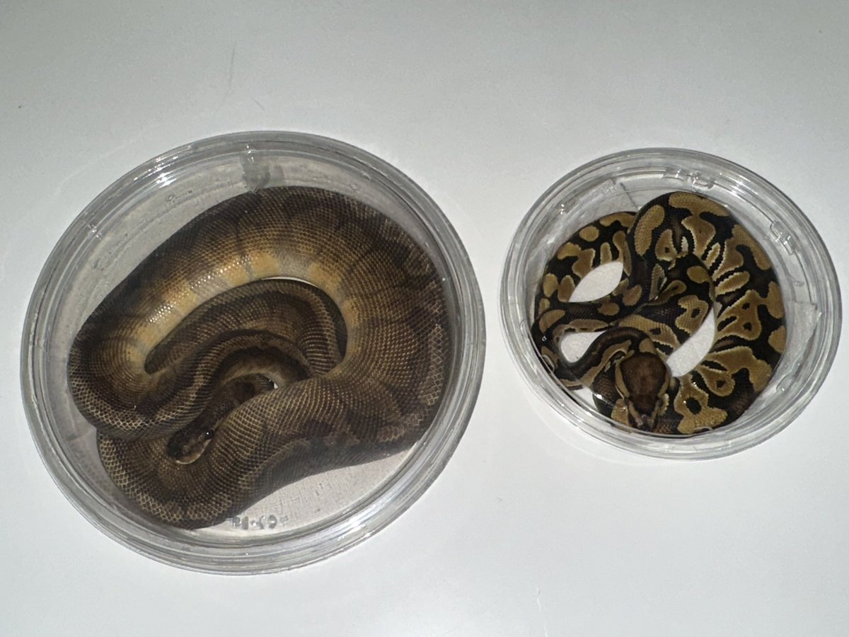 ⚫カイリ🟠 蛇好き tweet media