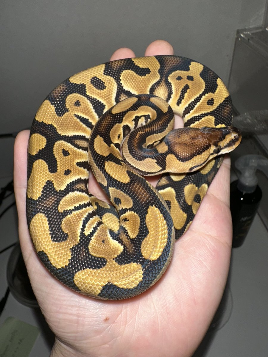 ⚫カイリ🟠 蛇好き tweet media