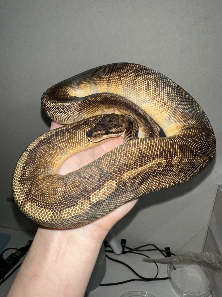 ⚫カイリ🟠 蛇好き tweet media