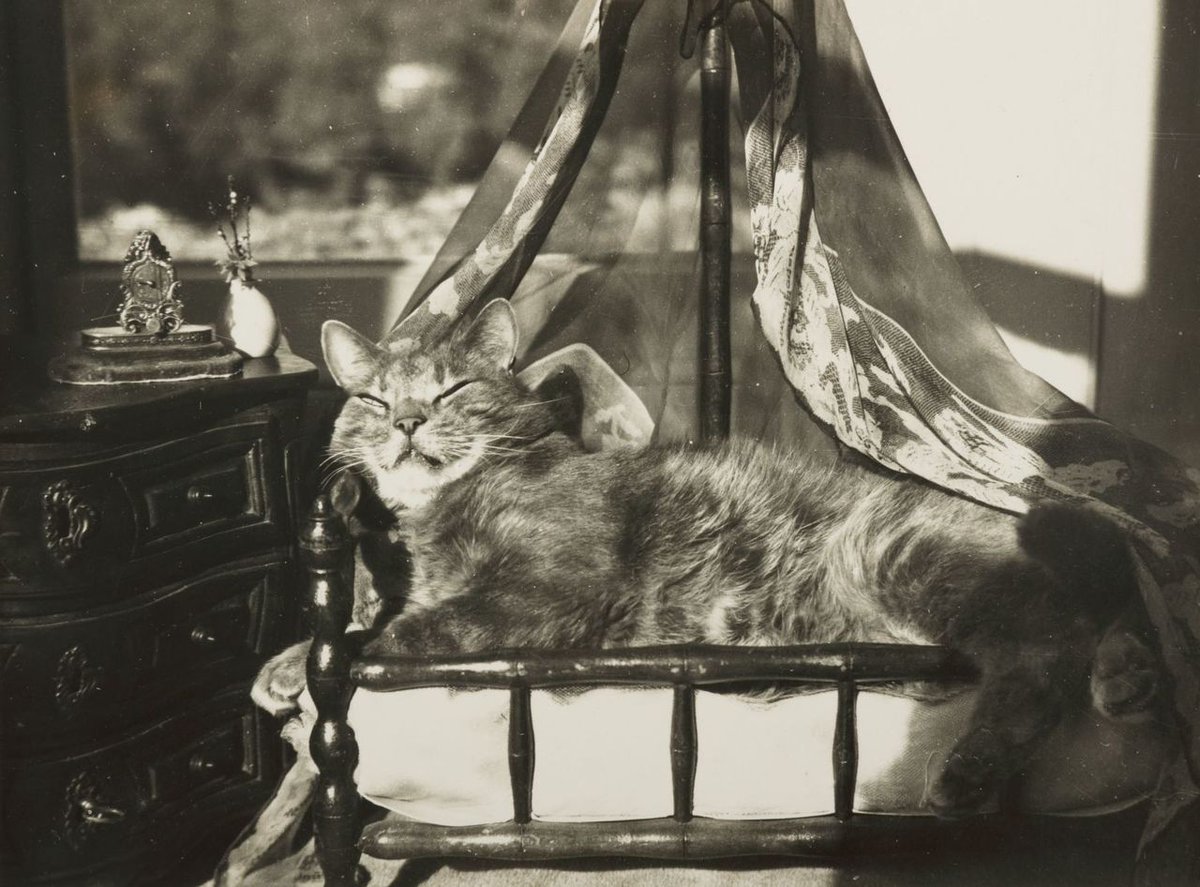 archaeologyart's tweet photo. Claude Cahun.  La Chambre du Chat, 1940. https://t.co/qwXddcUHxk