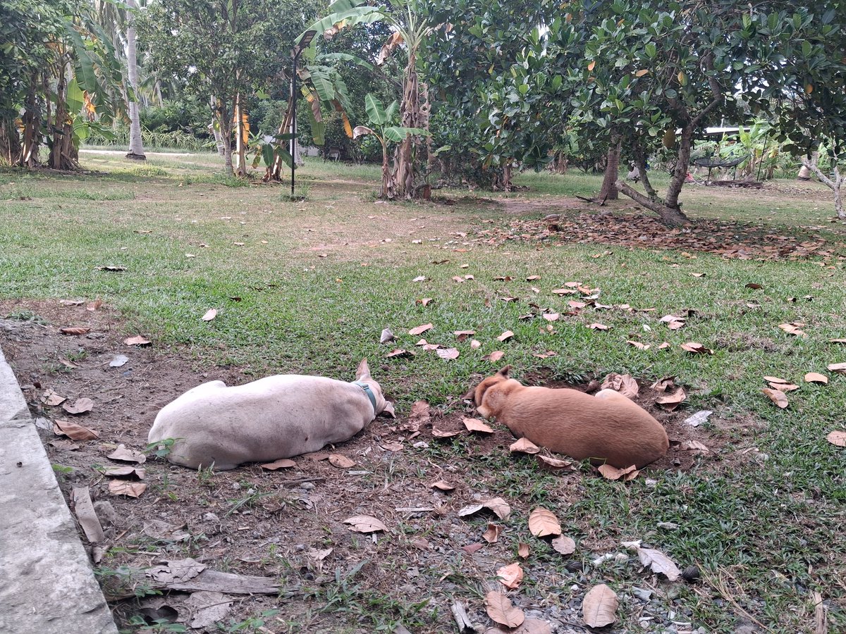 Rebecca รีเบคก้า tweet media