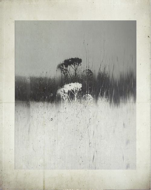 Nos salvan los pocos hilos que no sueltan; los que hacen florecer la urdimbre.

📷Linda Vachon.