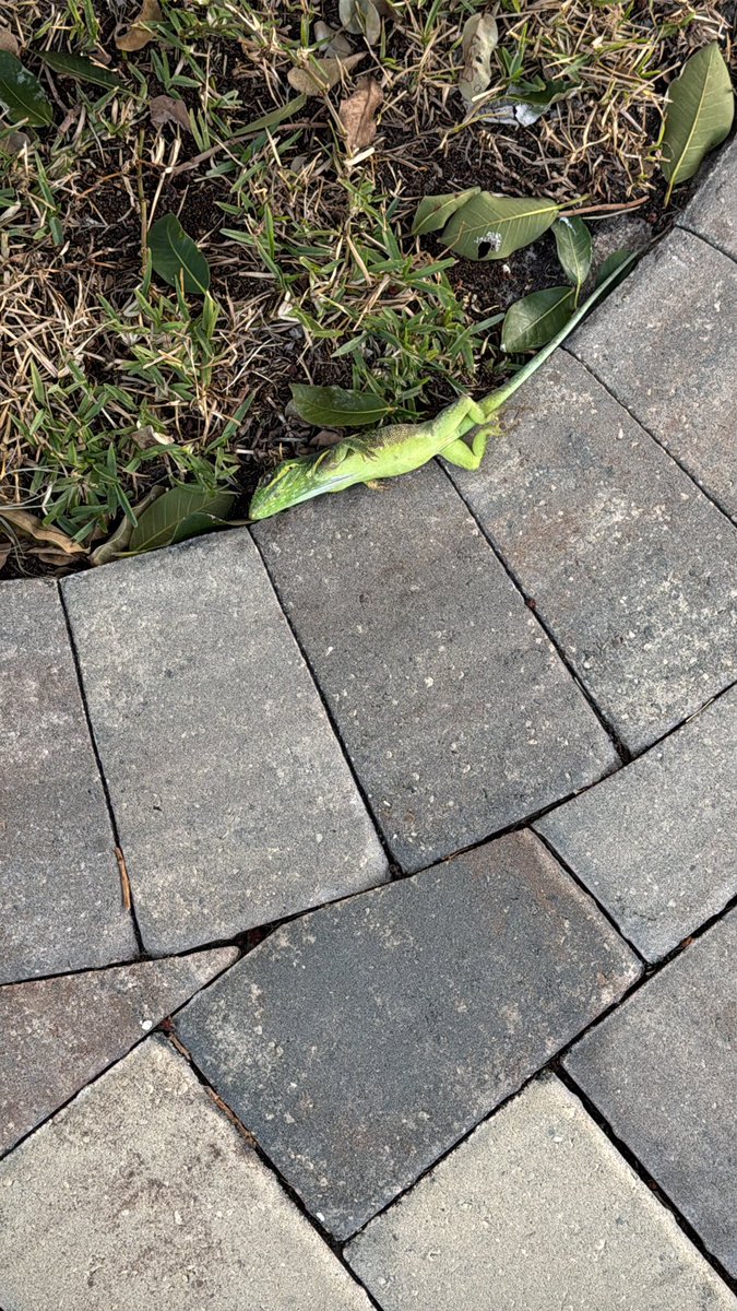 Dan Bongino tweet media