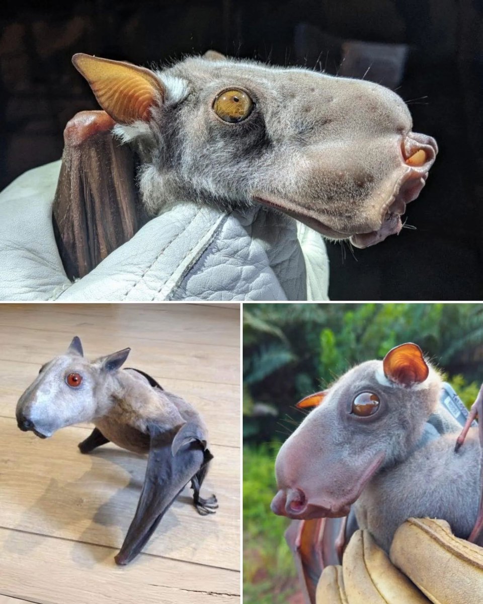 AMAZlNGNATURE's tweet photo. This is the HAMMER HEADED BAT - Africa's largest bat and one of the most bizarre-looking mammals on Earth! https://t.co/kV4QyfZYik