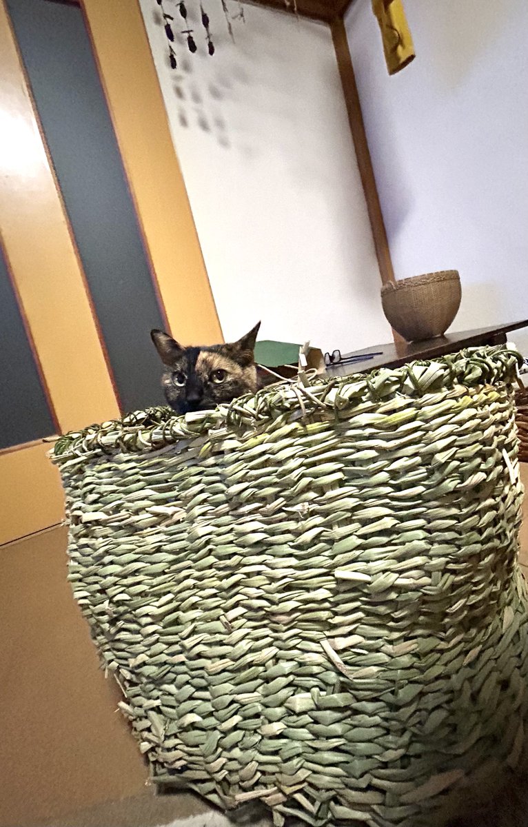 ツルキミ (@TJo95V15kl35013) / Posts / X