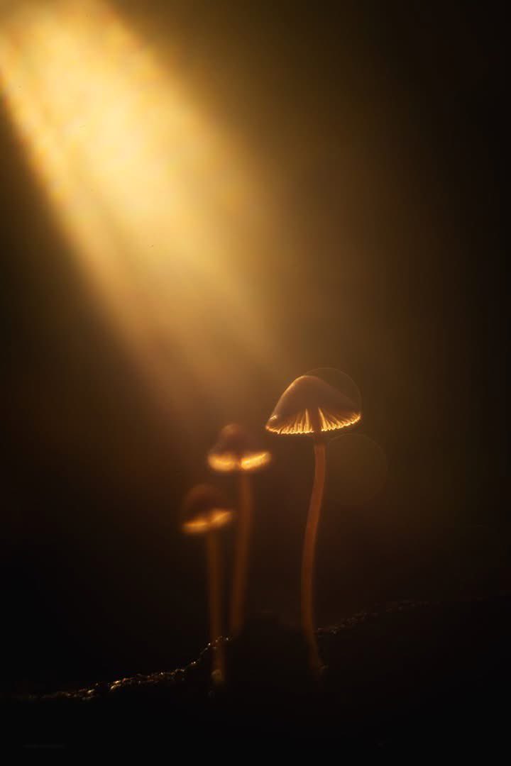 Francisco Romero I WildLife Photographer tweet media