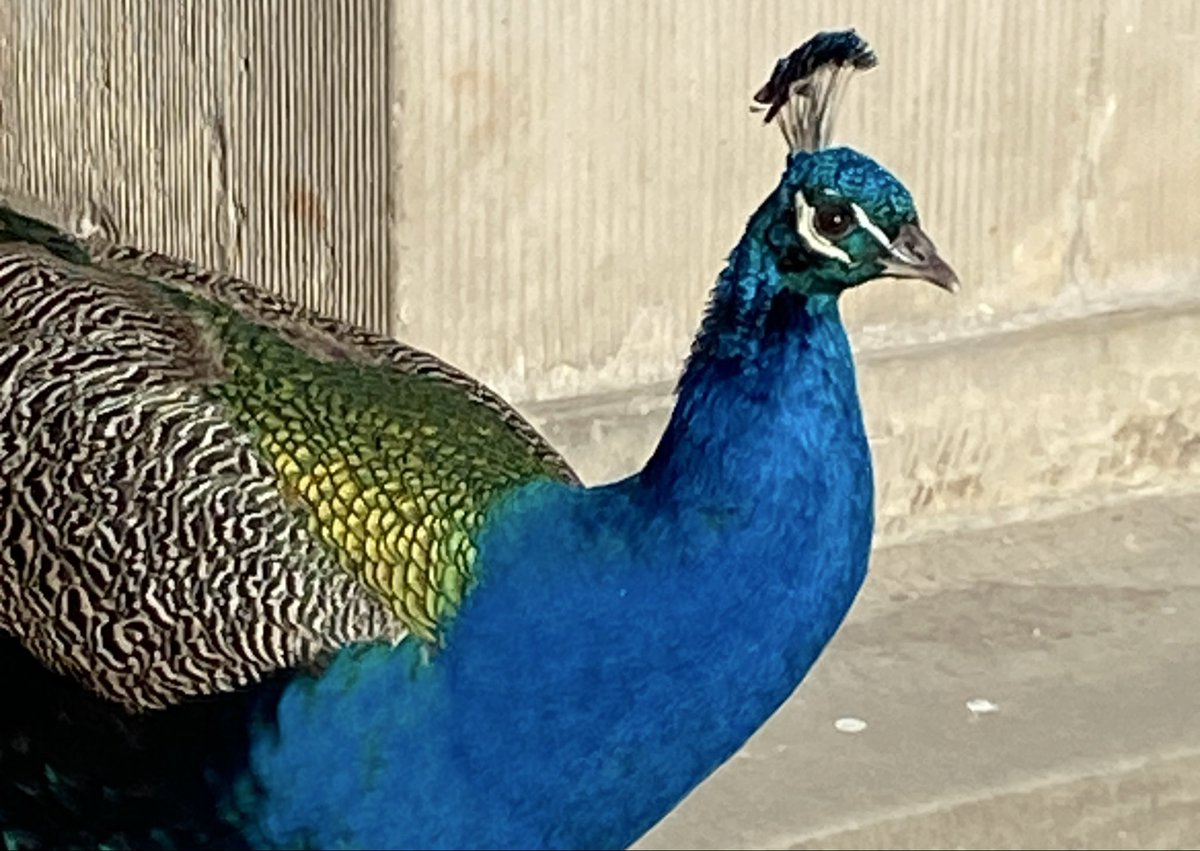 Miguel Berger tweet media