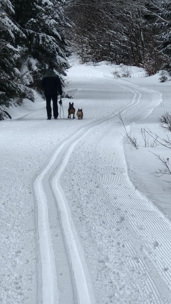 Finneas & Frieda, The Frenchie Connection tweet media
