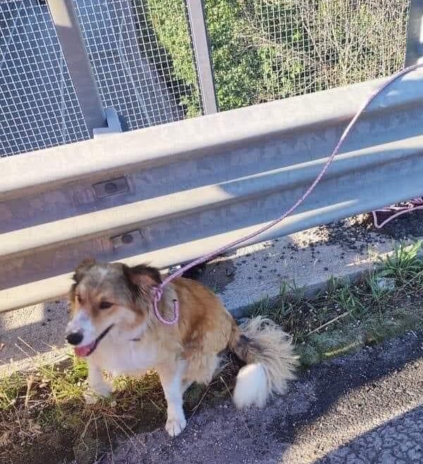BambiniConverse's tweet photo. "Quando abbandonate un cane perché non serve più, state insegnando ai vostri figli di comportarsi così quando sarete vecchi." ♥️ https://t.co/pkW24ml5kt